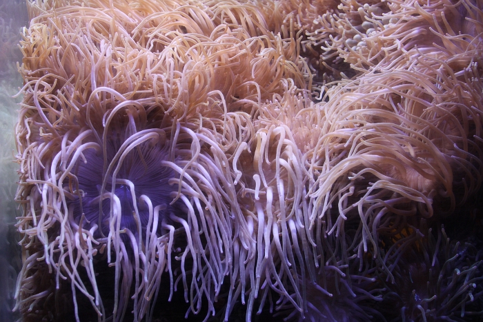 Marineland - Aquarium - 048